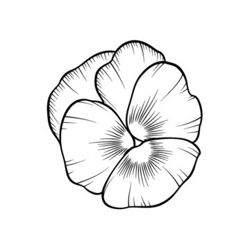 三色堇黑色線稿