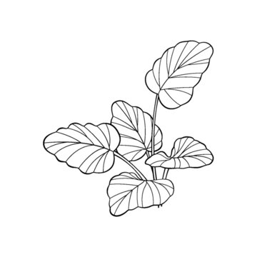 植物葉片線稿