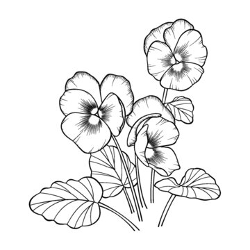 三色堇花簇黑色線稿