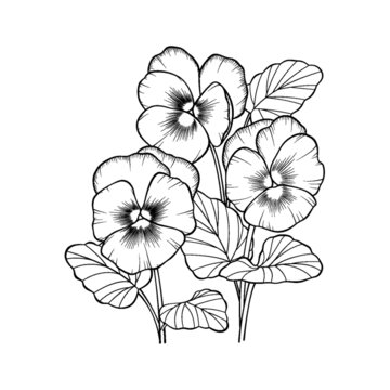 三色堇花簇黑色線稿