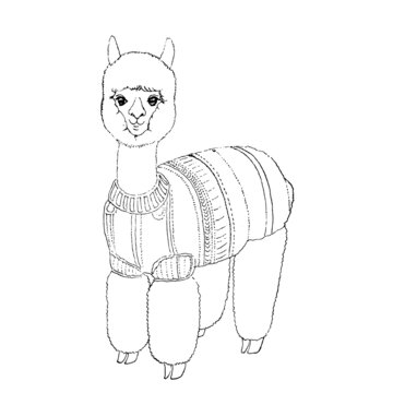 羊駝