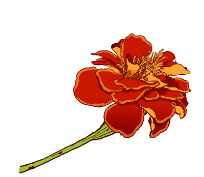 手繪插畫花卉孔雀草