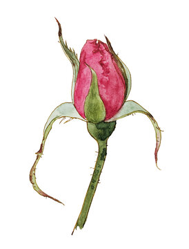 手繪水彩插畫(huà)月季花苞