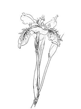 手繪鳶尾花線描
