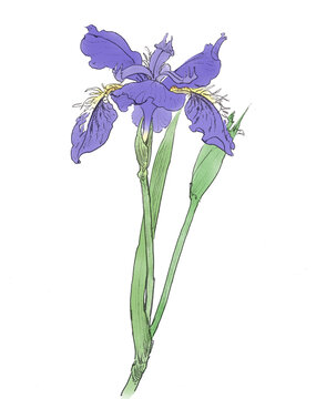 手繪插畫紫色鳶尾花