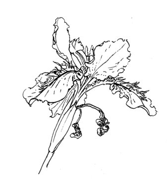 手繪花卉鳶尾線描