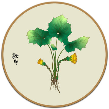 款冬草藥