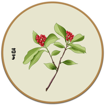 茵芋草藥