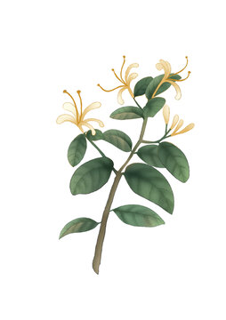金銀花中草藥國(guó)潮國(guó)風(fēng)水彩插畫
