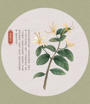 金銀花中草藥國潮國風水彩插畫