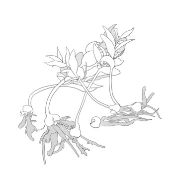 貝母