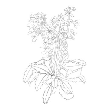 地黃花
