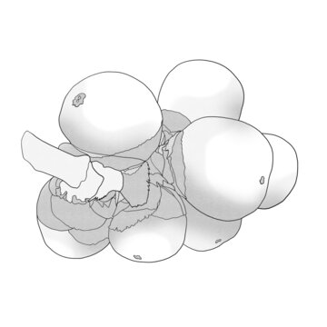 海底椰