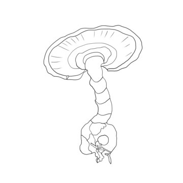 靈芝