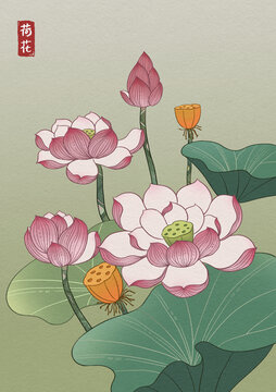 國(guó)風(fēng)荷花