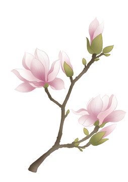 辛夷中草藥國潮國風(fēng)水彩插畫