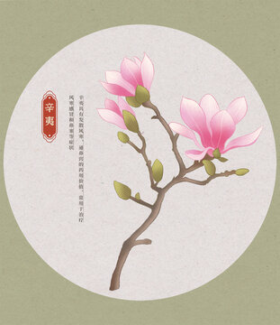 辛夷中草藥國潮國風(fēng)水彩插畫
