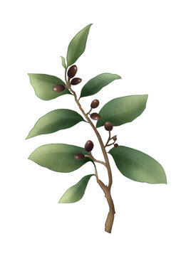 香葉中草藥國潮國風水彩插畫
