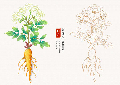 白芷草藥插畫