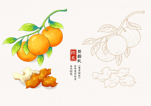 陳皮草藥插畫