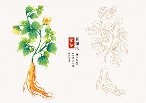 黨參草藥插畫(huà)