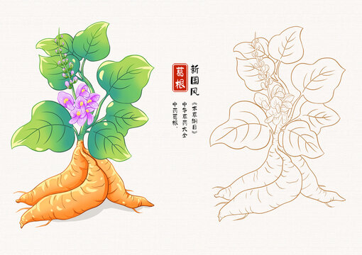 葛根草藥插畫