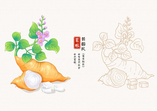 葛根草藥手繪插畫