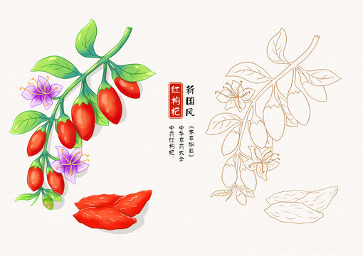 枸杞草藥插畫