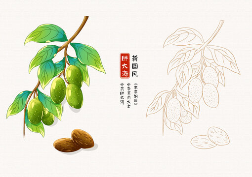 胖大海草藥插畫