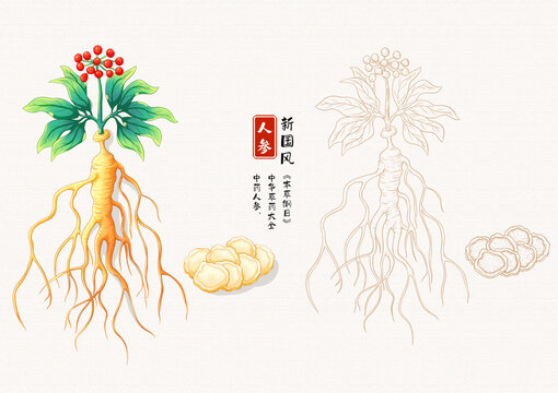人參草藥插畫(huà)手繪