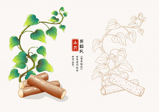 山藥草藥插畫