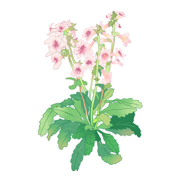 地黃花插畫