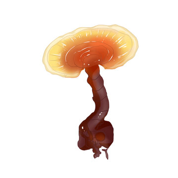 靈芝插畫
