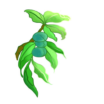 青梅樹枝免扣素材PNG卡通手繪插畫
