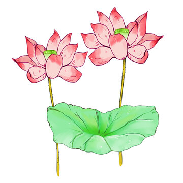 荷花荷葉