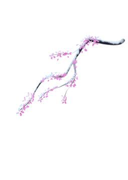 梅花枝頭