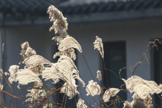 濕地蘆葦
