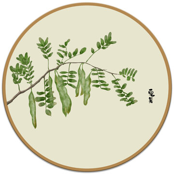 皂莢插畫