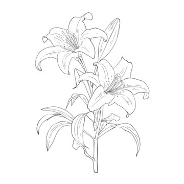 百合