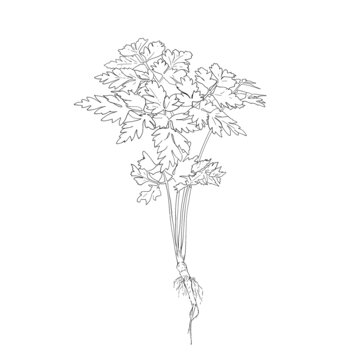 川芎
