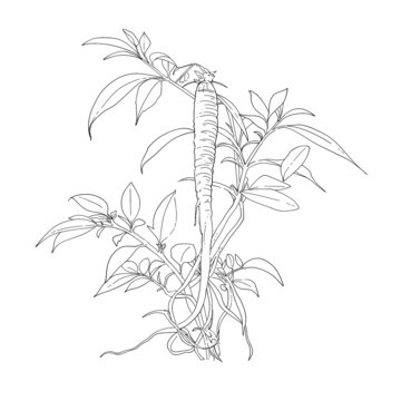 黨參