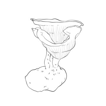 虎乳菌