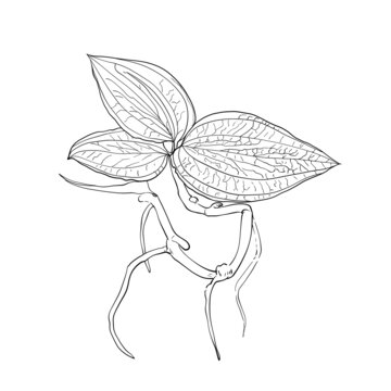 金線蓮