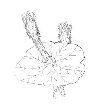 芡實(shí)