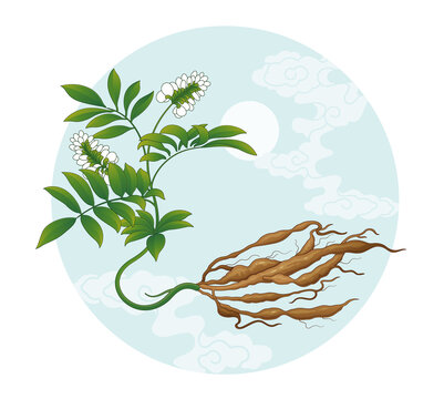 十萬山牛大力