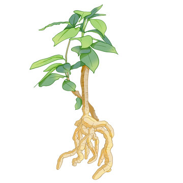 巴戟天