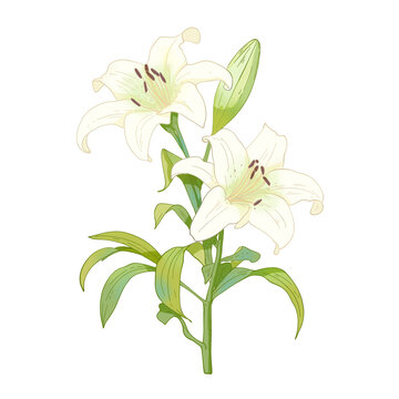 百合