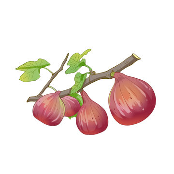 無花果