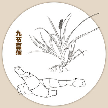 手繪九節(jié)菖蒲線稿