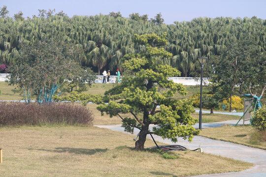 西江花海羅漢松攝影